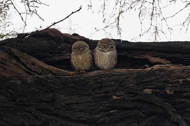Keoladeo national park-007
